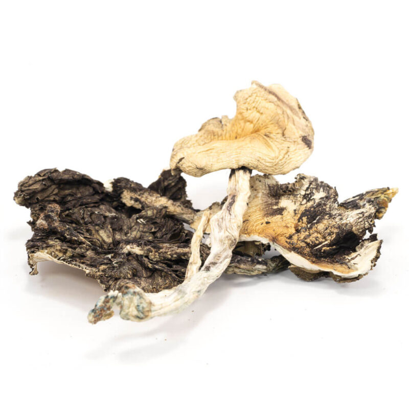 Brazilian Cubensis Mushrooms