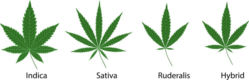 Weed Strains