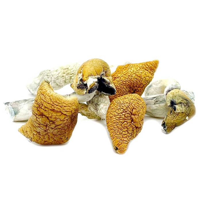 Golden Teacher Magic Mushrooms