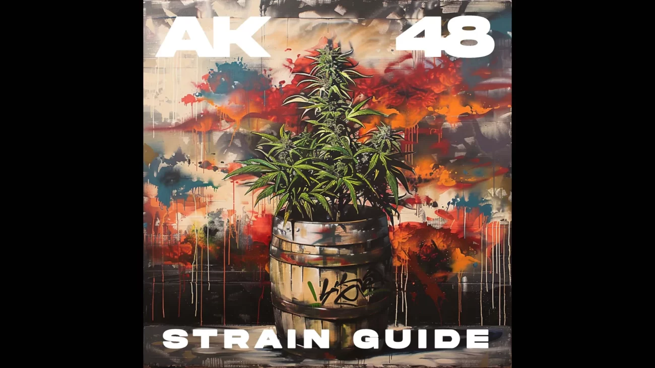 AK 48 Strain