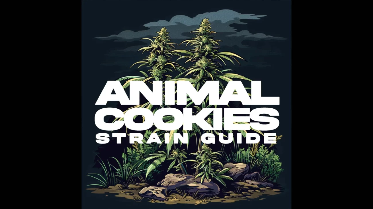 Animal Cookies Strain Guide