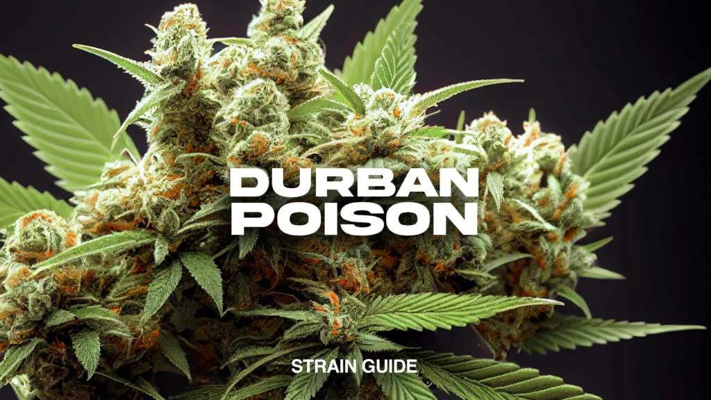 Durban Poison Strain