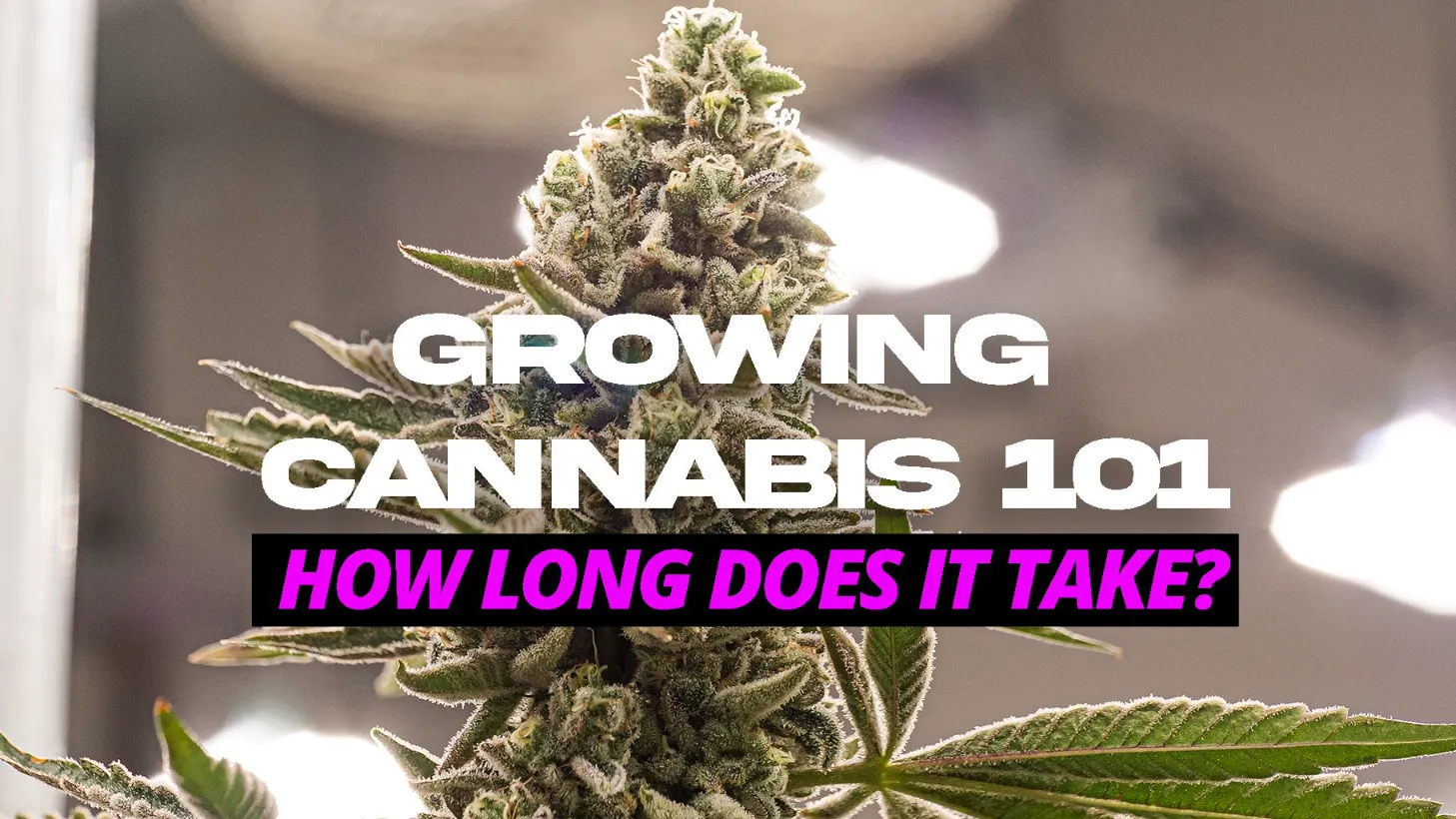 How Long Does It Take to Grow Weed