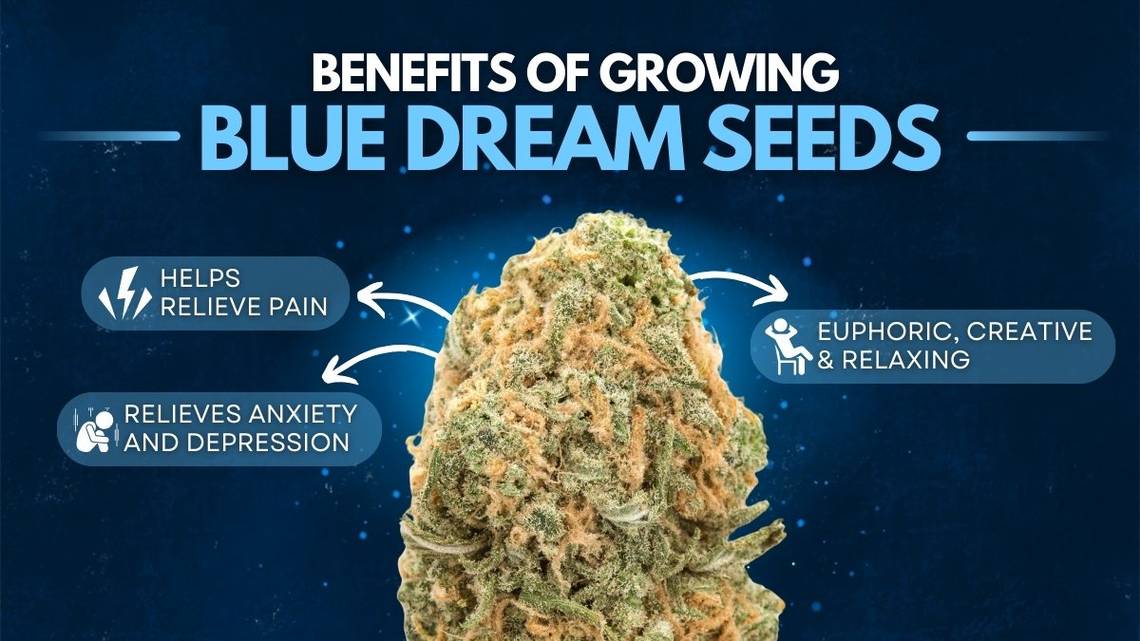 Benefits Of Blue Dreams Seeds