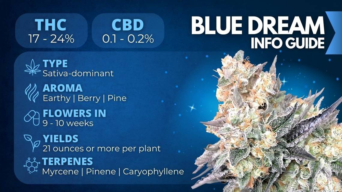 Blue Dreams Seeds Info Guide