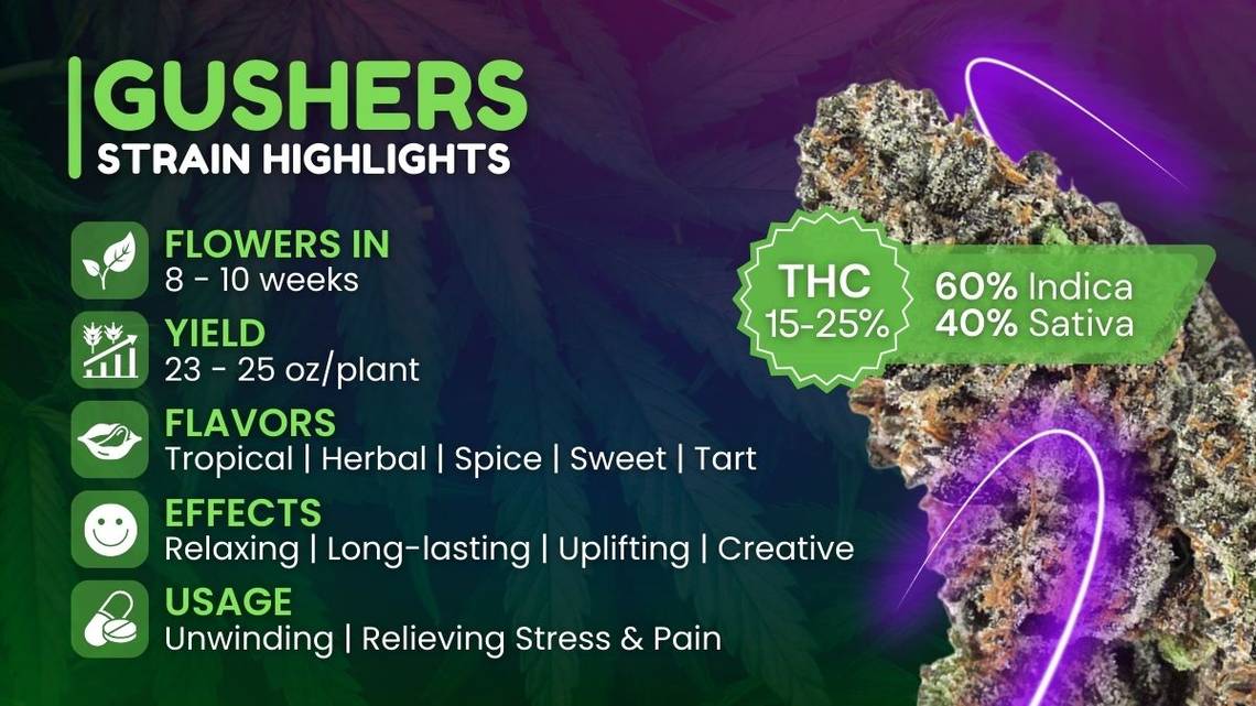 Gushers Strain Highlights