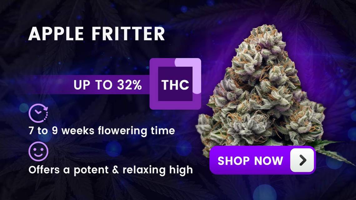 Apple Fritter Strain Review