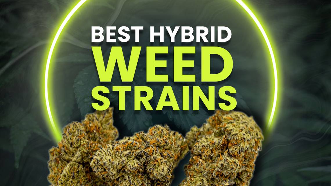 Best Hybrid Strain For Pain