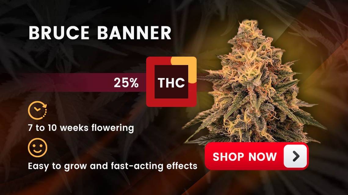 Bruce Banner Strain Review