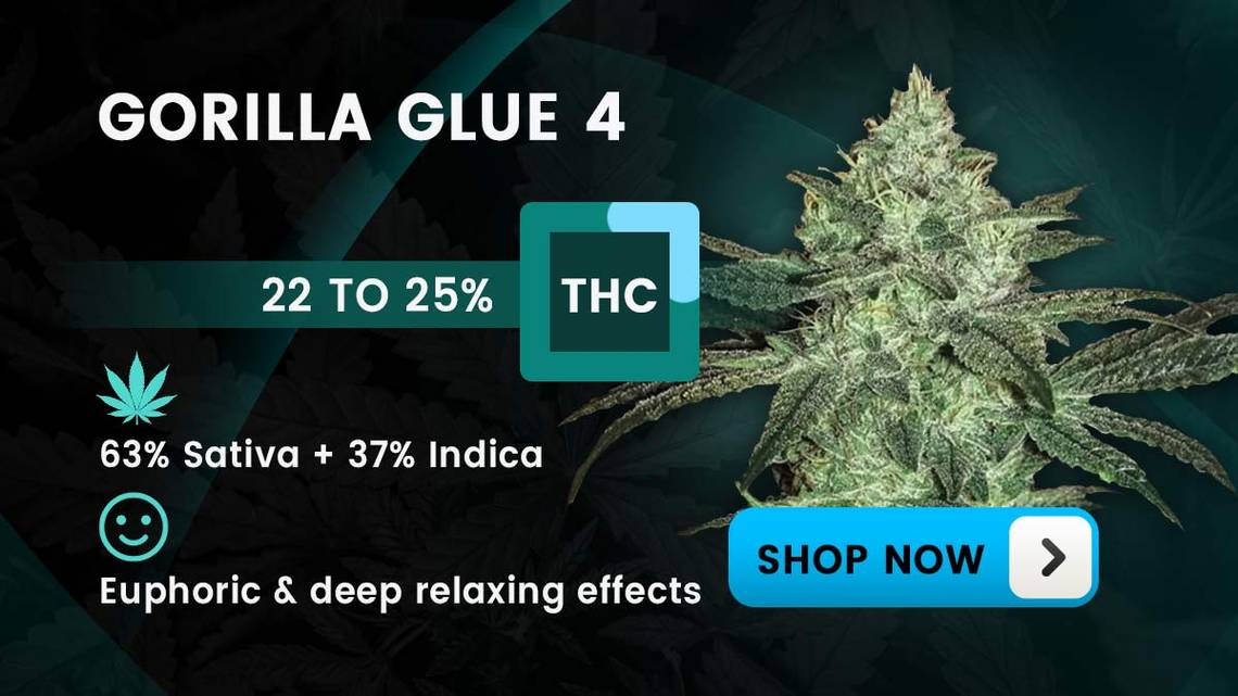 Gorilla Glue Strain Review