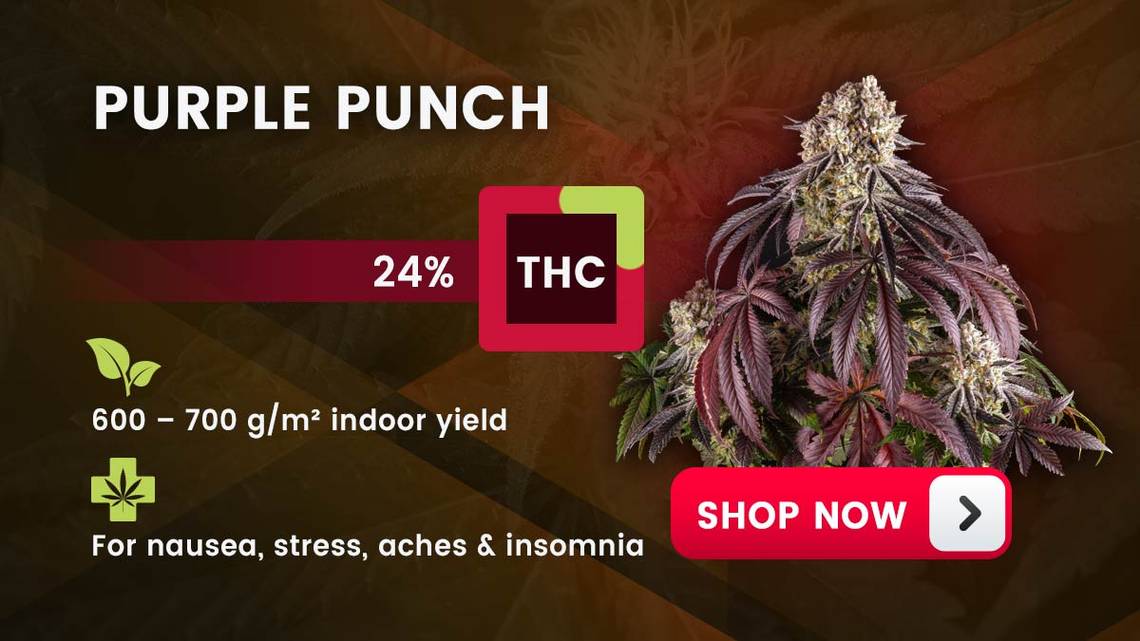 Purple Punch Strain Review