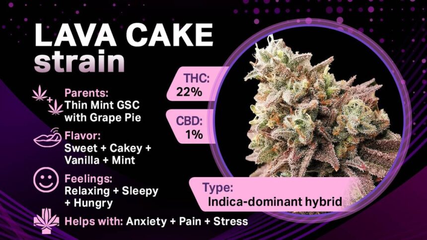 Lava Cake Strain Guide – Area Green CO – Colorado Dispensary Shipping ...