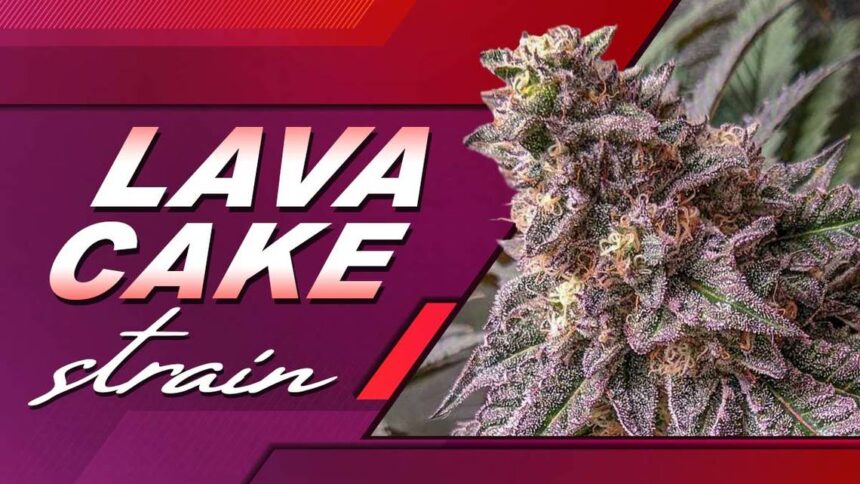 Lava Cake Strain Guide – Area Green CO – Colorado Dispensary Shipping ...