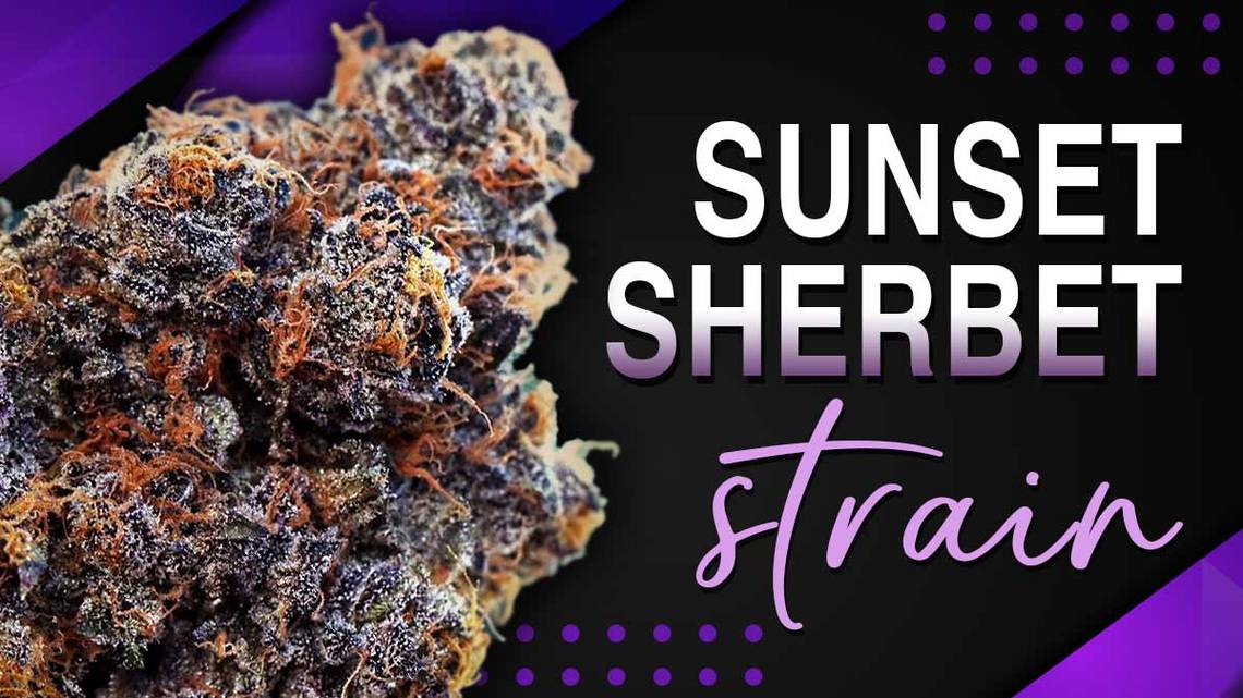 Sunset Sherbet Strain