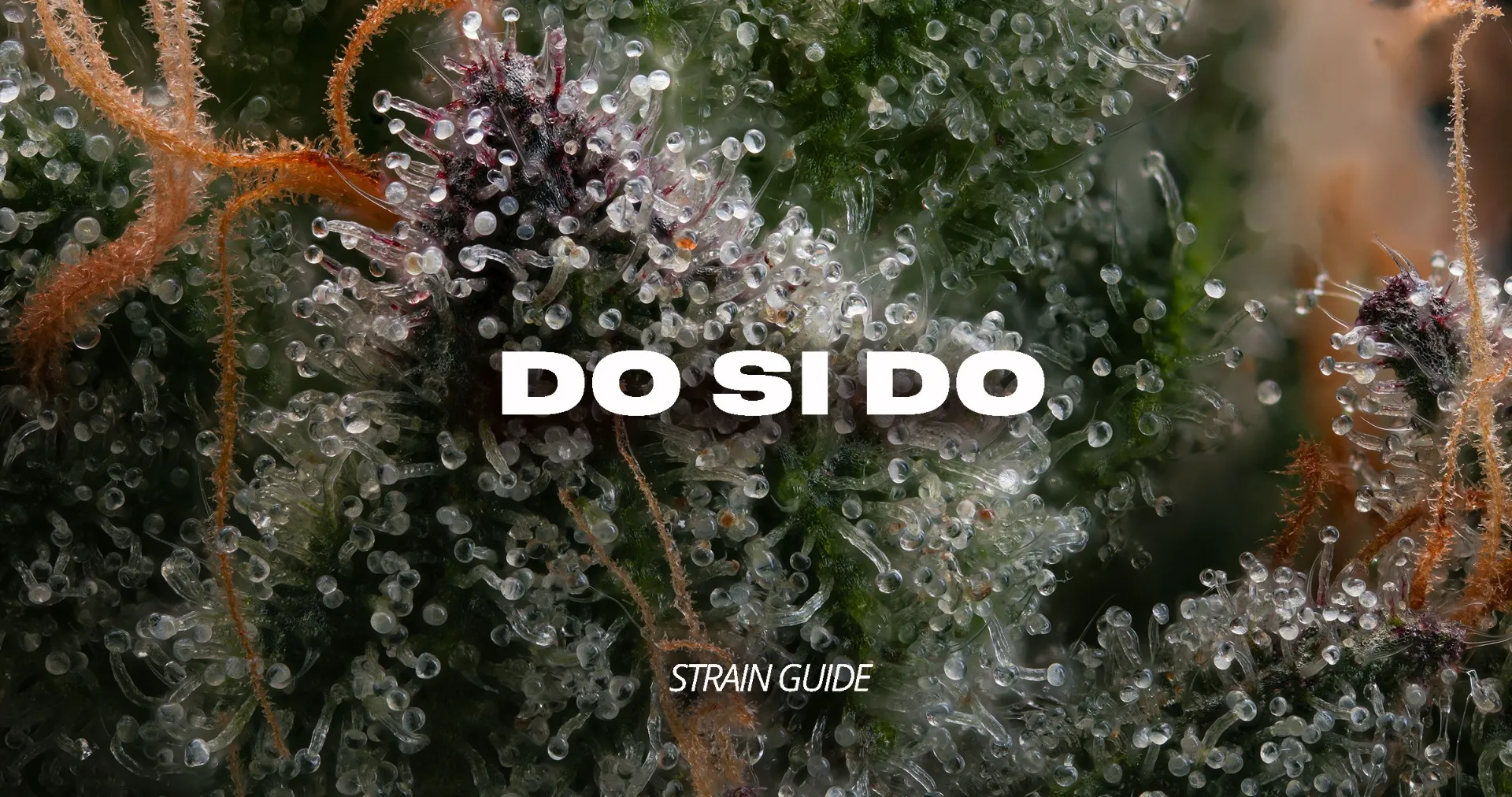 Do Si Do Strain