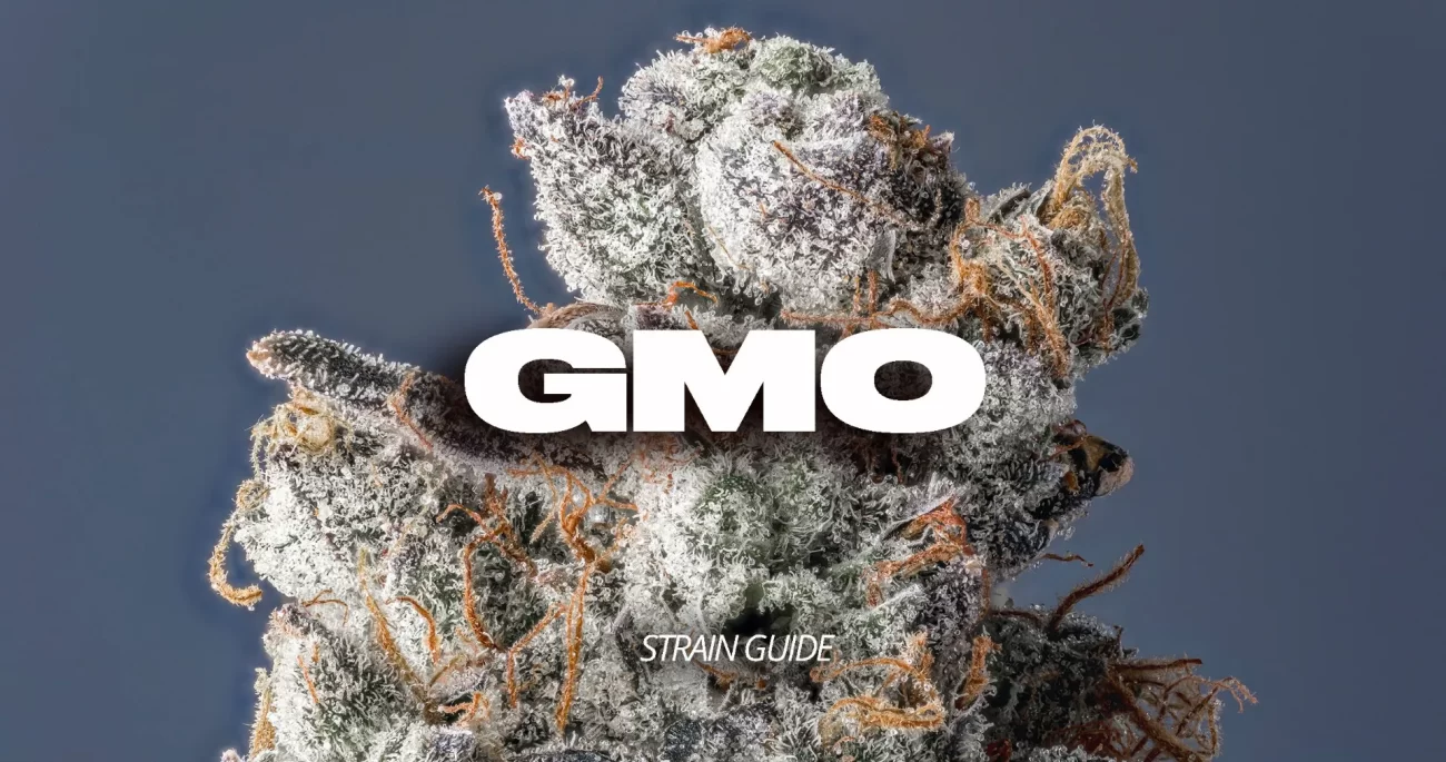 GMO Strain