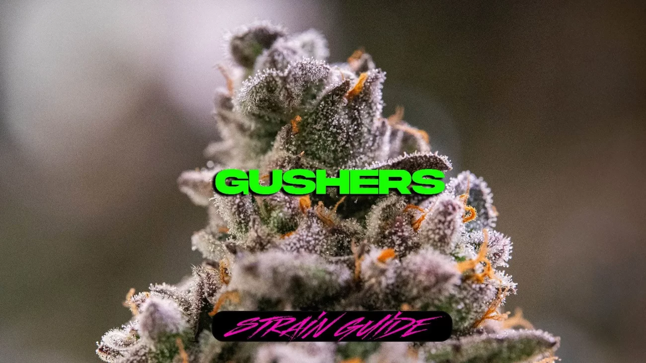 Gushers Strain