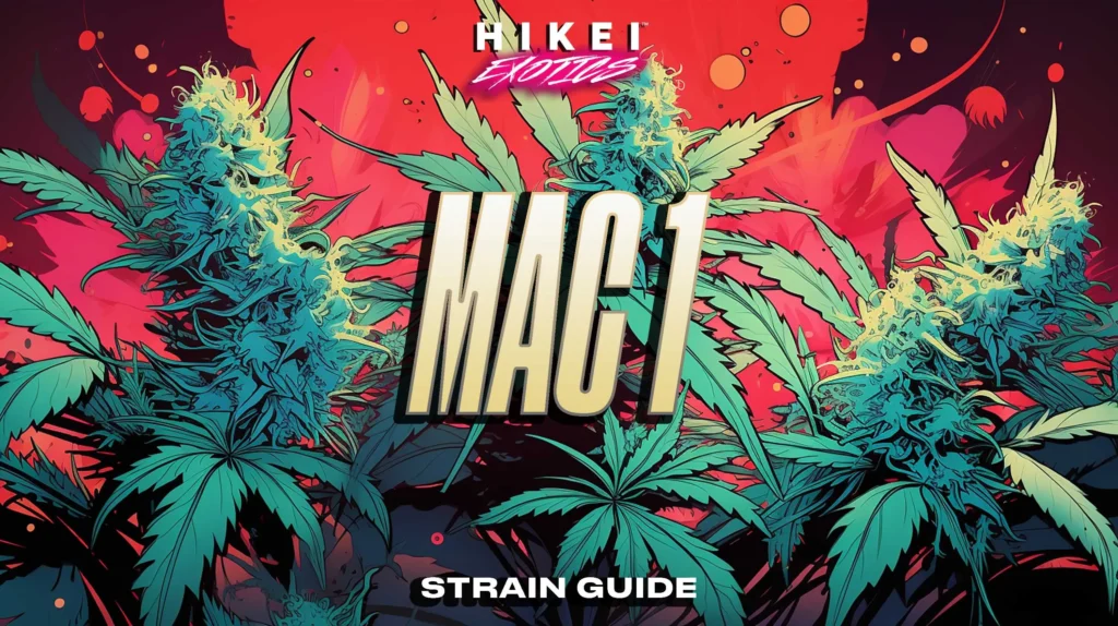 MAC 1 Strain