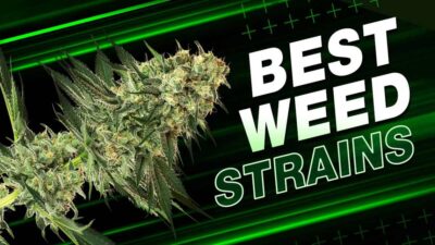 Best Weed Strains