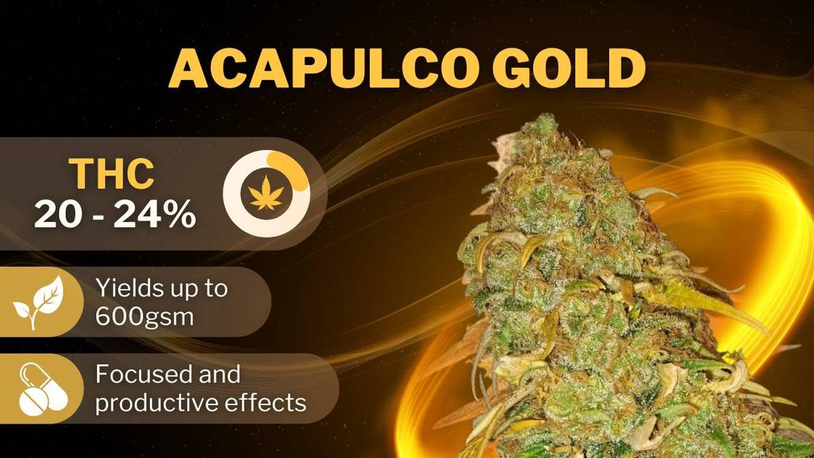 Best strains Acapulco Gold