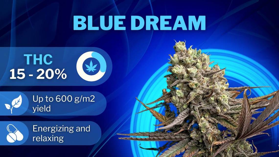 Best strains Blue Dream