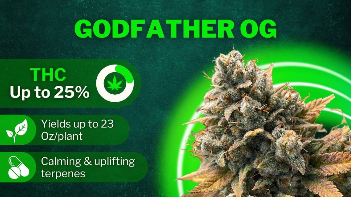 Best strains Godfather OG