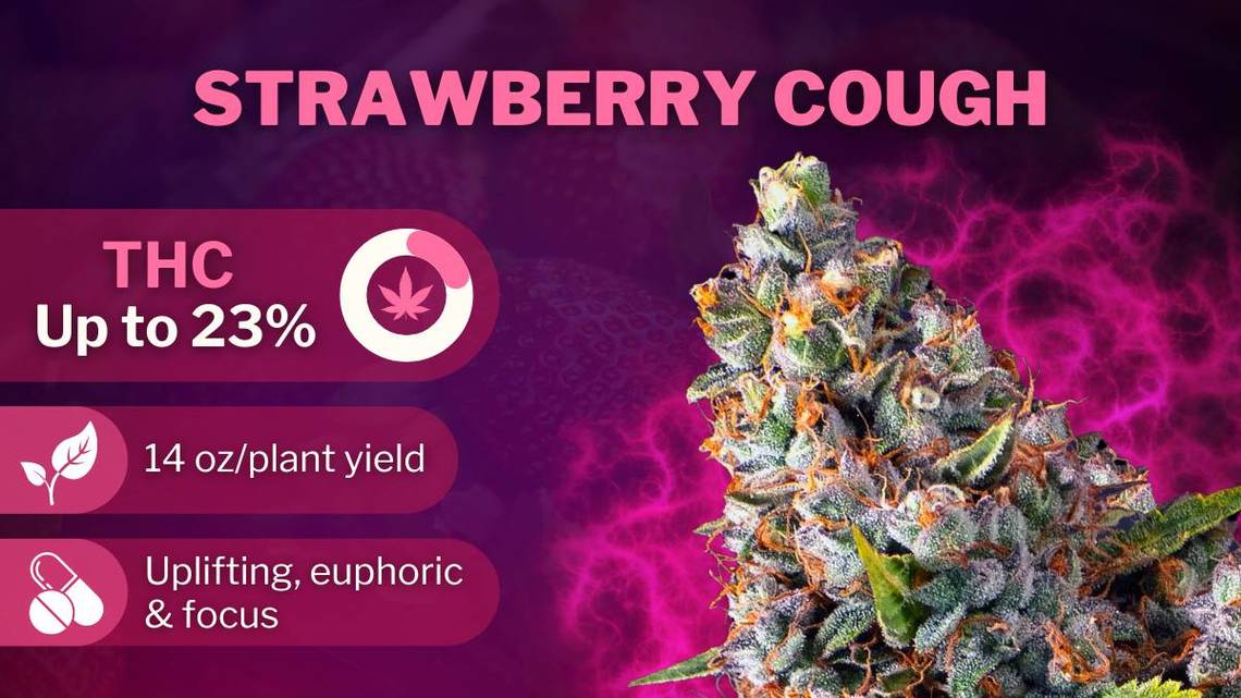 Best strains Strawberry Cough